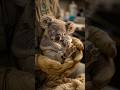 Koala Fingerprints Are Almost Identical to Humans |Koala के फिंगरप्रिंट इंसानों जैसे होते हैं!