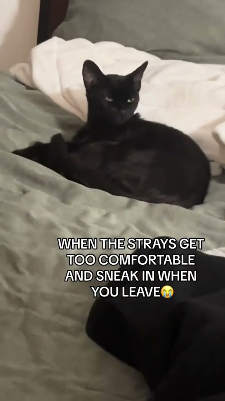 When the strays get too comfortable grr