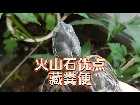 火山石底砂容易藏汙納垢是缺點？ 火山石顆粒的優點就是藏糞便