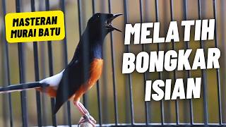 MURAI BATU GACOR FULL ISIAN TEMBAKAN MEWAH SANGAT AMPUH MELATIH MURAI BATU BONGKAR ISIAN