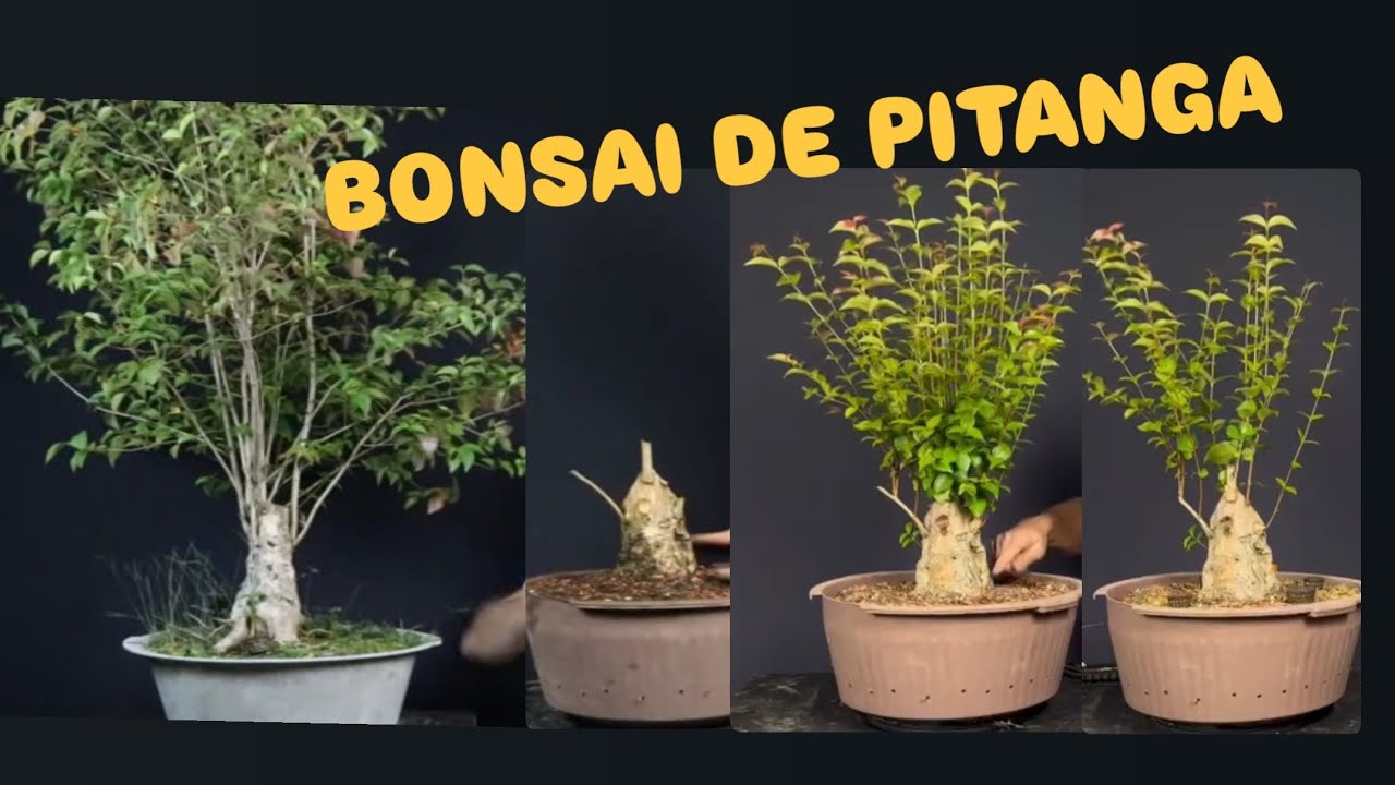 ESSA ERA A PIOR PITANGUEIRA QUE JÁ PEGUEI… ATÉ EU ME SURPREENDI