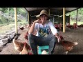 Hablemos de gallinas mortalidad en avicultura hyline brown 20