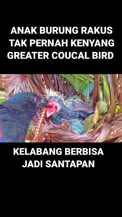 ANAK BURUNG BUTBUT MAKAN KELABANG BERBISA #wildbirds #birds #predatorbirds