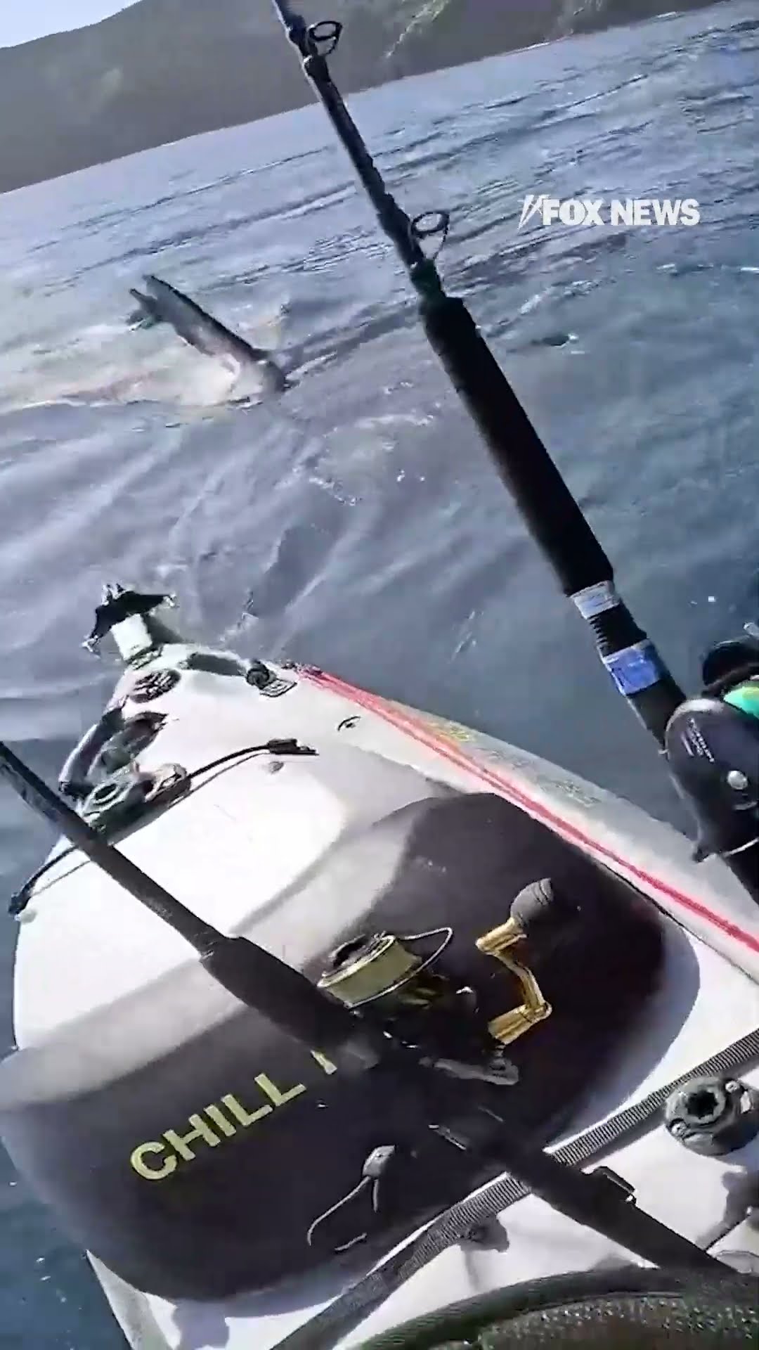 Terrified kayaker films intense moment great white shark stalks him while fishing
