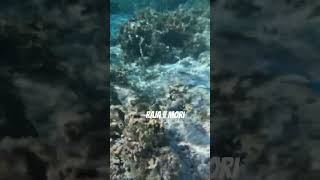 Raja v mori #raja #egypt #marsaalam