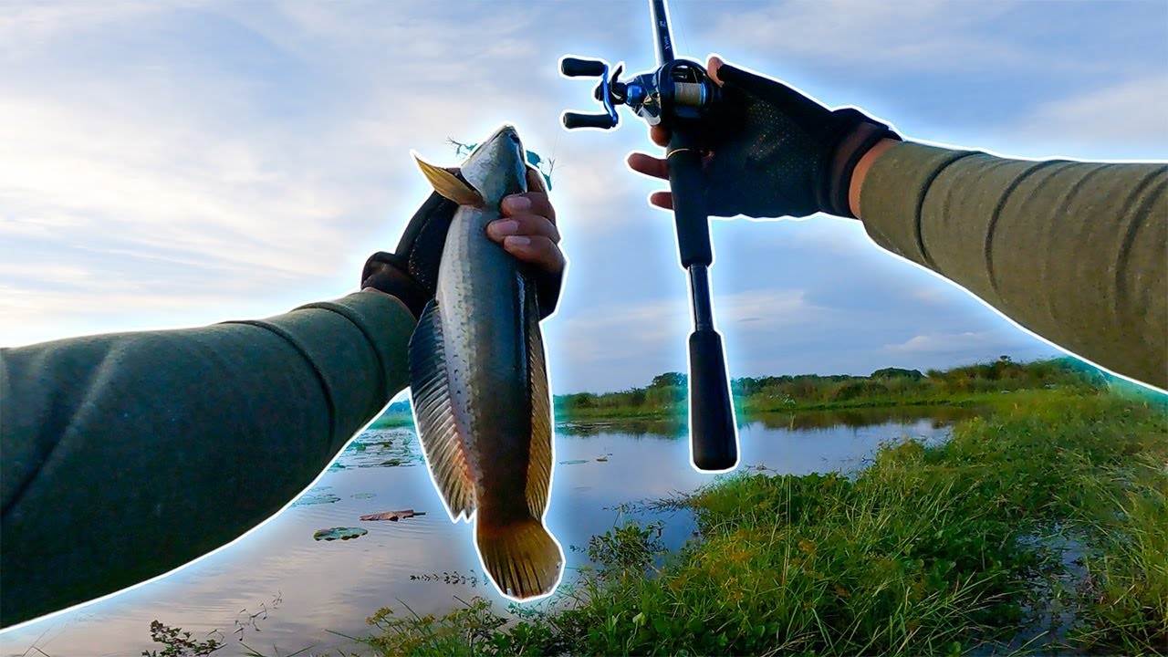 Survival Baitcasting Striped Snakehead Fishing | Fresh Frog Bait Hooking Trick