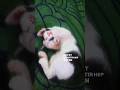 Hayat Sasirtir ЁЯРИЁЯШй Cat Kitten Hayat Sasirtir ЁЯРИЁЯШй Cat Kitten