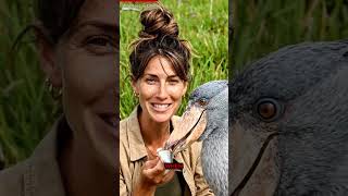 Feeding Rare Prehistoric Shoebill Stork Chicks