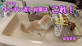 猫 キッチンフェンス オープンキッチン キッチン侵入防止 キッチン安全対策 Diy セイフティフェンス 100均diy ダイソー 簡単 手作り Youtube