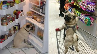 Only Pug can make us HAPPY and LAUGH - Funny and Cute Pug Puppy Videos Compilation by Puppy Lovers 460,683 views 1 year ago 9 minutes, 38 seconds