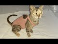 Roupa cirurgica para gatos