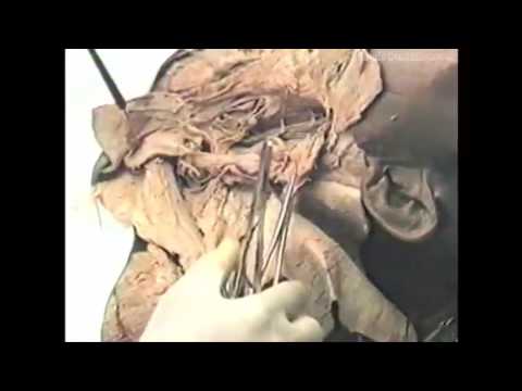 Video Giải phẫu Đầu mặt cổ - GS Nguyễn Quang Quyền [VideoGP... - YouTube