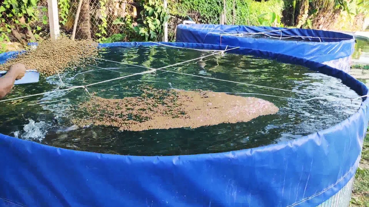 #Bioflock_ fish farming_Aquaculture_ ..9898371663 - YouTube