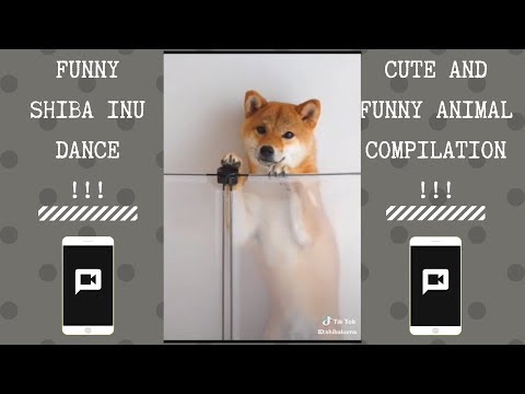 funny-shiba-inu-dance-with-a-cute-smile-|-new-funny-and-cute-animal-compilation-|-2018-p.5