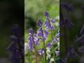 2026/04/12 #フラワーランド #瀬田農業公園 #LUMIX #S1RII #BRAW #Cinematic #8K動画 #flowers #garden #tokyo #setagaya