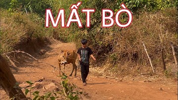 MẤT BÒ | SIU SIN |