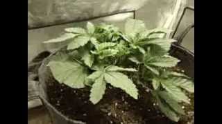 a week 3 of veg update big bud