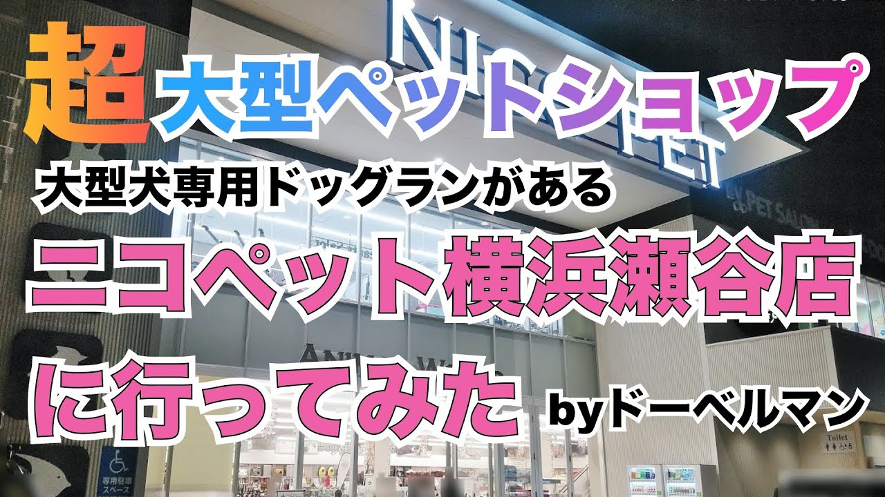 大型ペットショップ ニコペット横浜瀬谷店に行った アクア 小動物 爬虫類も豊富 犬猫施設も完備 Youtube