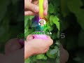 ルフィ「やべえ!!ウソップが大怪我した!!あ、チョッパーお前は手を出すなよ。雑菌まみれだから」 #ワンピース #2ちゃんねる #なんj #ルフィ #shorts