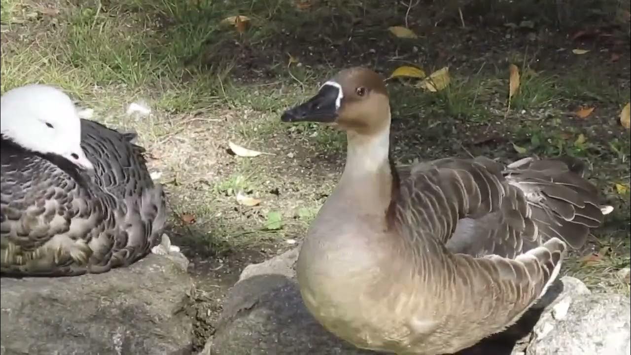 Swan Goose  Saint Louis Zoo