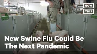A New Swine Flu Could Become the Next Pandemic | NowThis