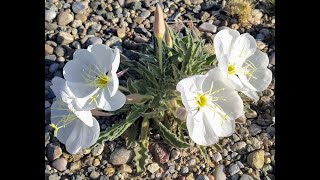 Native Plants of Coronado Historic Site - Tufted Evening Primrose