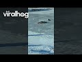 Rancher Rescues Calf Trapped on a Frozen Pond || ViralHog