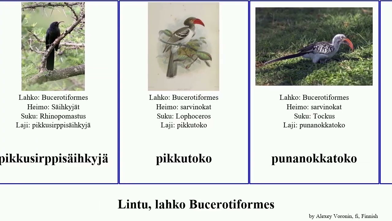 Lintu, lahko Bucerotiformes bird africana affinis marginata Penelopides Tockus ruskosarvinokka