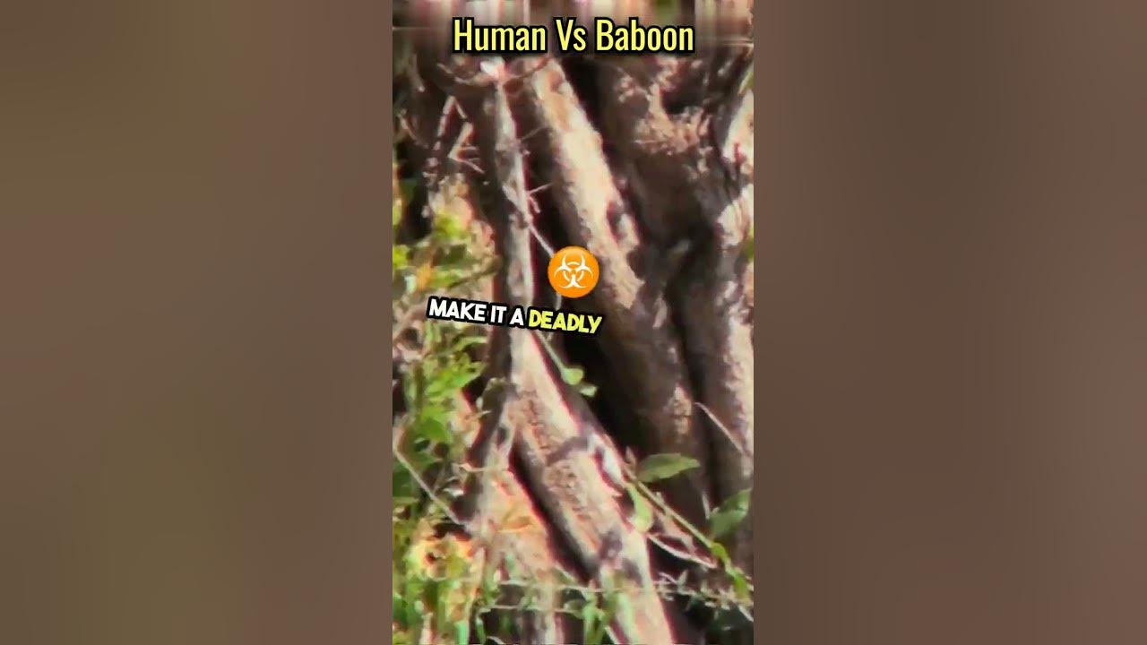 Can A Human Beat A Baboon shorts science facts YouTube can-a-human-beat-a-baboon-shorts-science-facts-youtube