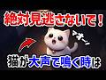 【人間語で】猫の鳴き声7選！実はあなた専用の特別な言葉です【猫雑学】