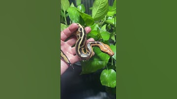 Genetic stripe Borneo short tail python