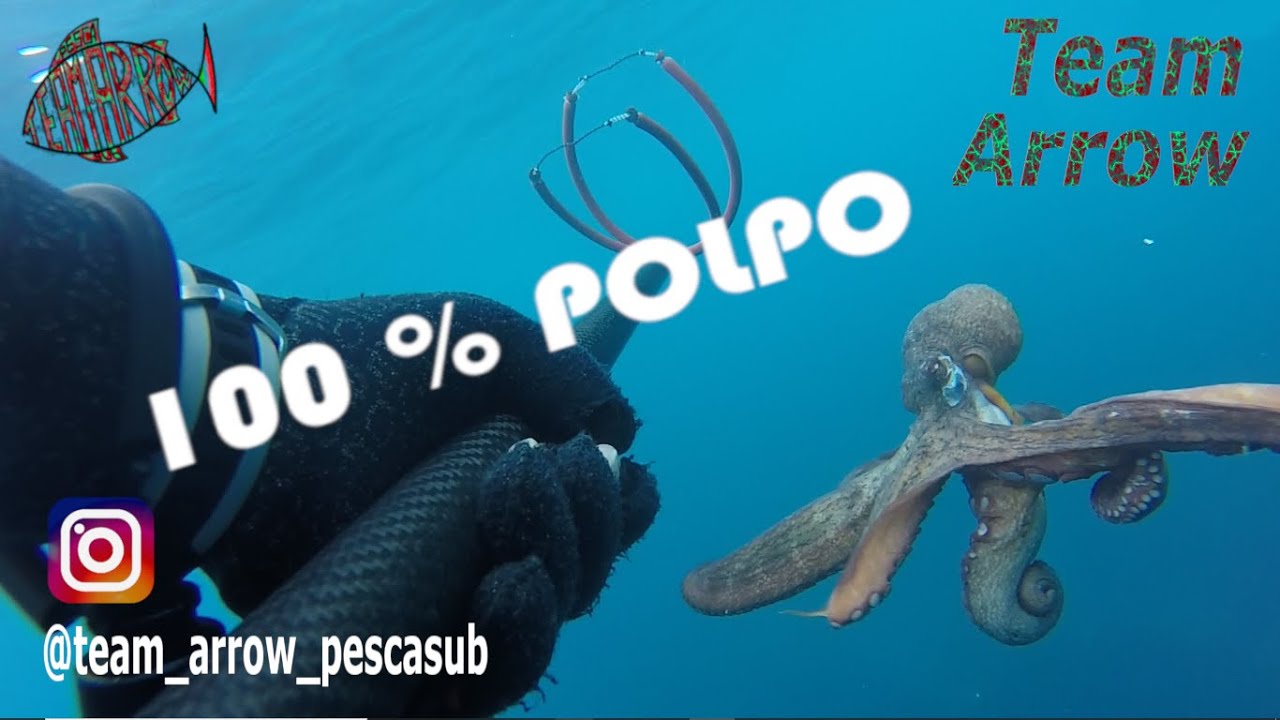 100 Ami Da Pesca Polpo Dblue 5/0 – Terminal Tackle Resistente Per Predatori