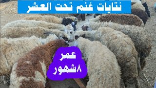 اسعار الخرفان الصغيره اليوم نتايات أوسيمى عمر ثمانية أشهر إلى سنة  sheep videos