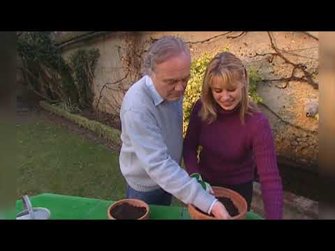 Vidéo: Pouvez-vous réduire le sedum - Apprenez comment et quand tailler les plantes de sedum