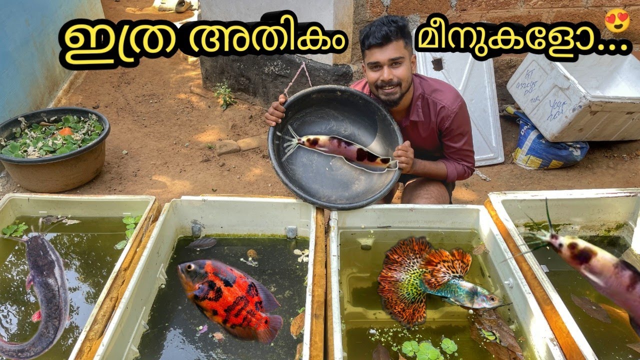 ഇതൊക്കെ ഏതാ മീൻ... അറോണ തവളെയെ...🥲...| catching fish from fridge box | arowana fish attack