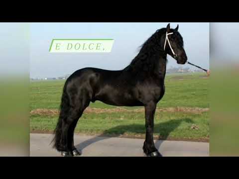 Video: Razza Di Cavallo Mustang Americano Ipoallergenico, Salute E Durata Della Vita