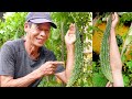How to grow Bitter Melon with Many Fruits, large and long fruits at home