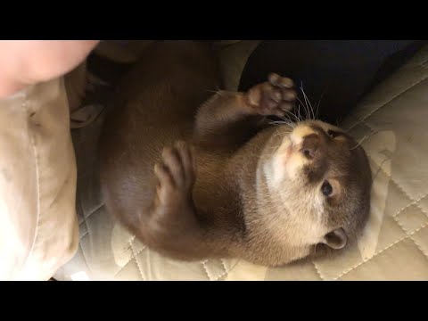 カワウソさくら 自分を人間だと思い込んで布団から出てこない Otter spending time together in bed