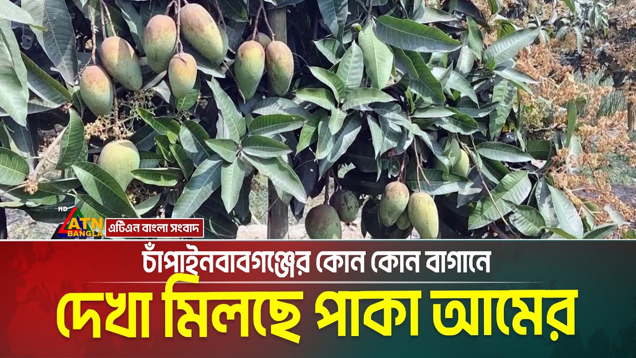 চাঁপাইনবাবগঞ্জের কোন কোন বাগানে দেখা মিলছে পাকা আমের। Katimon Mango | Chapai Nawabganj
