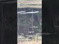 Ducks in Flight