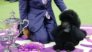 Sage the Miniature Poodle Crowned Best in Show at Westminster Dog Show