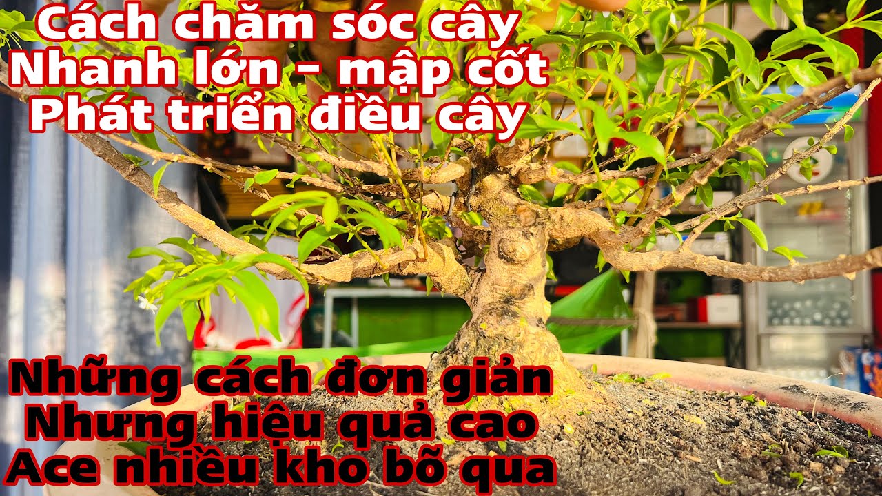cách nuôi cây nhanh lớn nhanh phát triển - lớn cốt - mập cành - phát ...