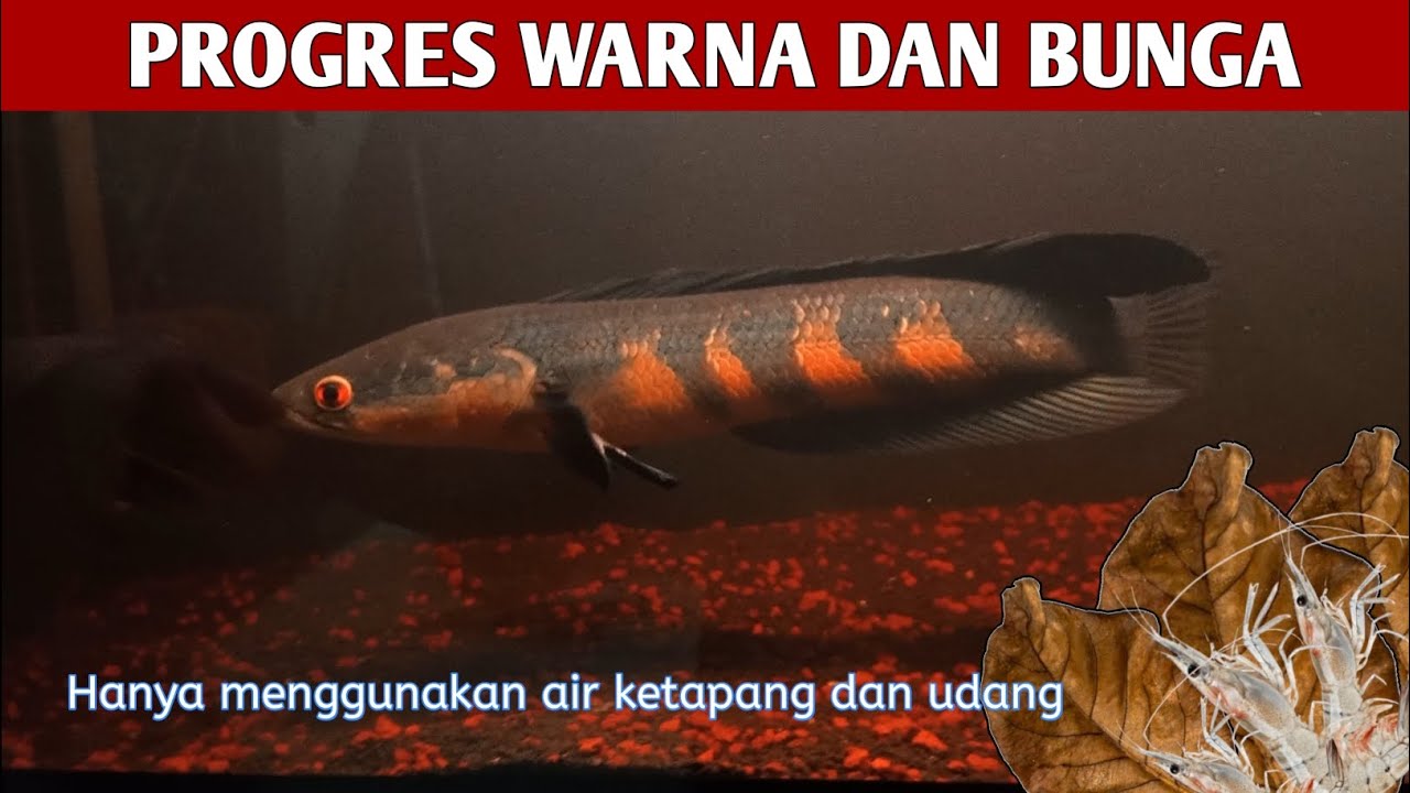 Apakah bisa? Progres warna dan bunga pada Channa JUMBOO!!!??😱😱