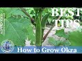 How To Grow Okra  : (ADVANCED) Growing Guide
