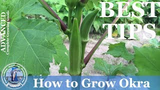 How To Grow Okra Advanced Growing Guide