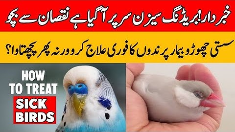 Sick Birds Treatment | Birds Treatment at Home | Antibiotics For Birds | Mini Zoo