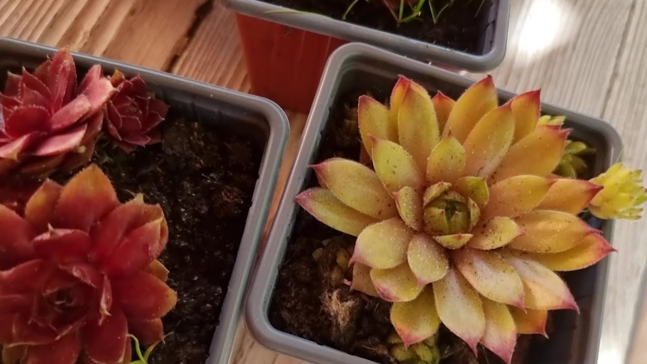 Розпаковка від Мій сад і СемСад.