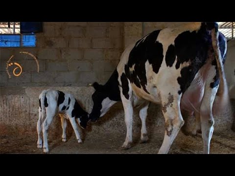 لحظة ولادة البقرة