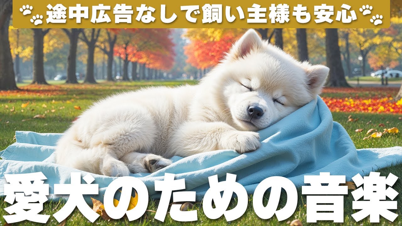 広告なし🐶犬が落ち着くリラックス音楽 / 犬のリラックス音楽 / 犬と