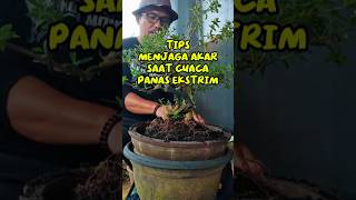 bonsai pemula tips menjaga akar #bonsai #caraperawatanbonsai #bonsaitree #bonsaiindonesia